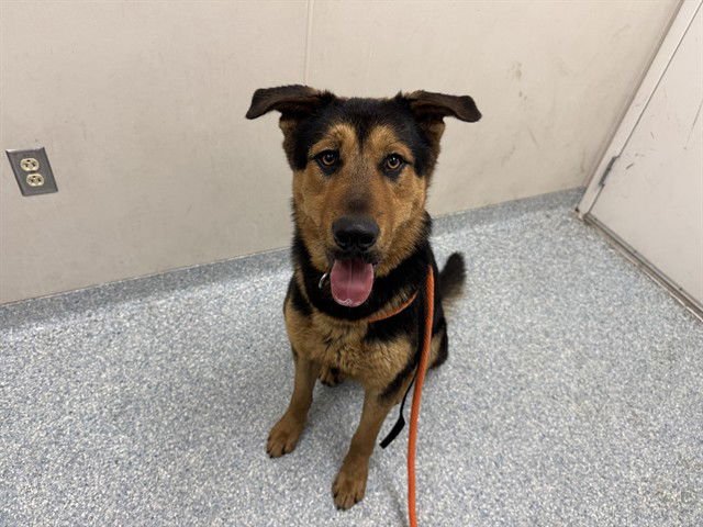 JACKSON - German Shepherd Dog available for adoption