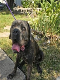 BLUTO - Photo 1