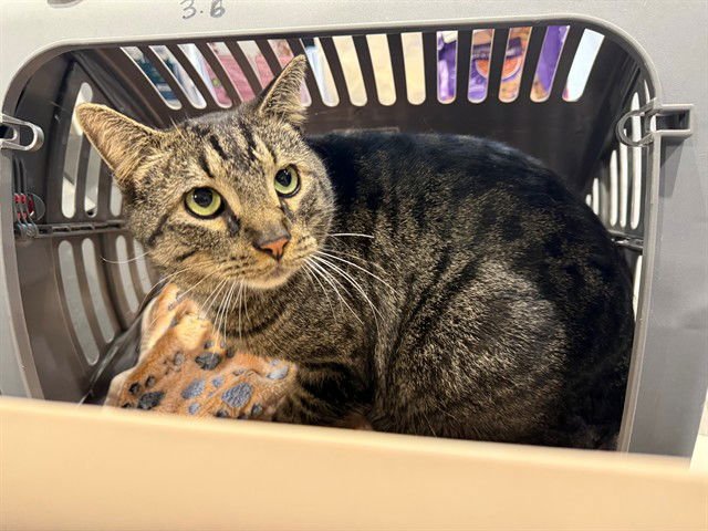 DIRK - Domestic Short Hair available for adoption