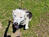 SANTANA - Photo 1