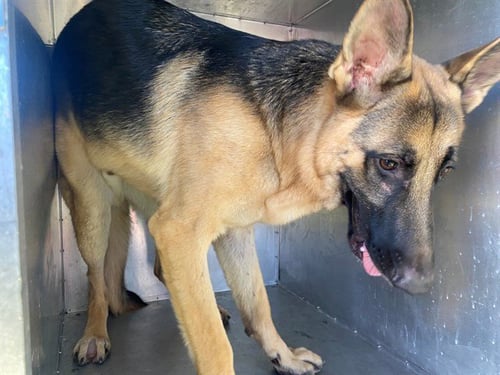 MR BERNIE - German Shepherd Dog available for adoption