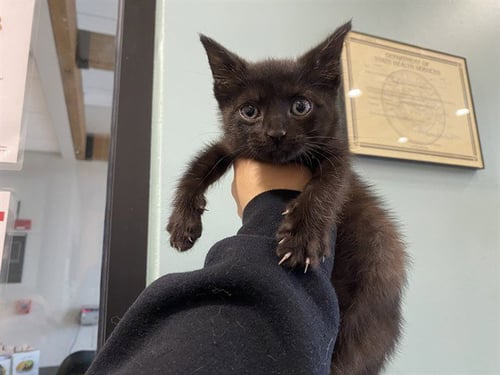 PIP - Domestic Short Hair available for adoption