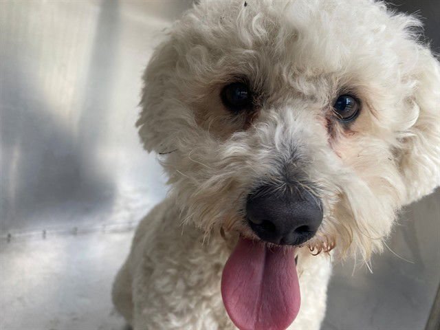 GEORGE WASHINGTON - Poodle (Miniature) available for adoption