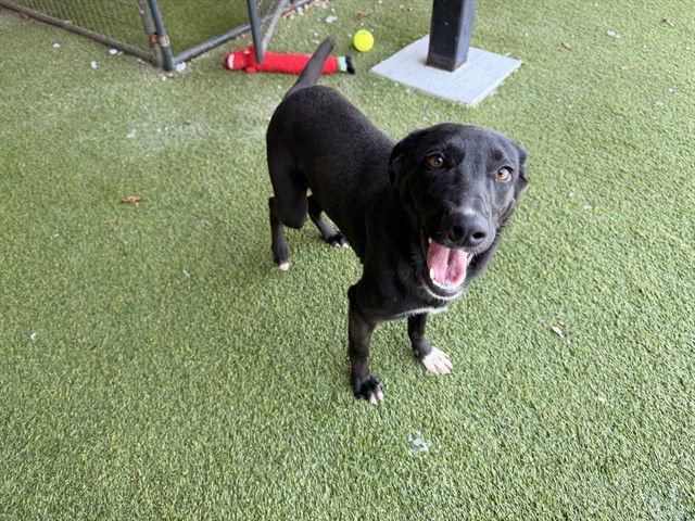 FUJI - Belgian Shepherd Malinois available for adoption