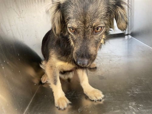 LEO - Australian Shepherd available for adoption