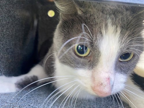 ASHER - Domestic Short Hair available for adoption
