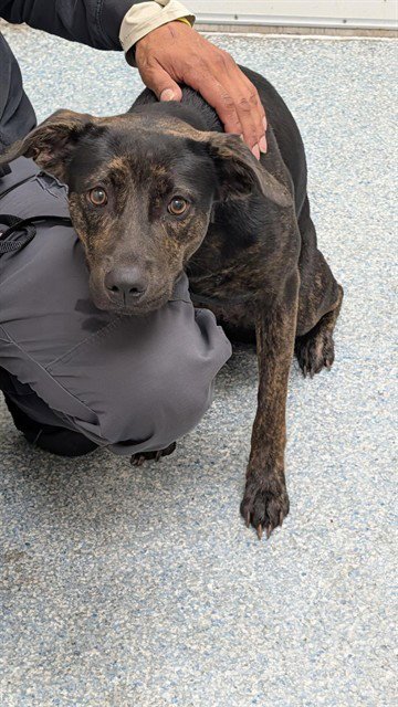 TRAVISINA - Labrador Retriever available for adoption