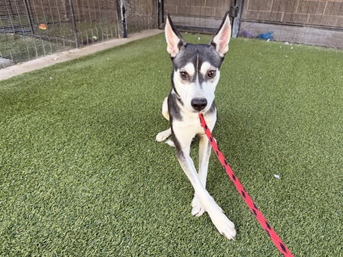 RALPH - Siberian Husky available for adoption