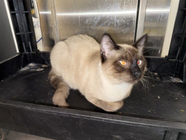 AMOS - Siamese available for adoption