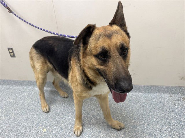 CHIEF - German Shepherd Dog available for adoption