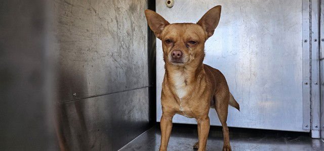 CHAD - Chihuahua available for adoption