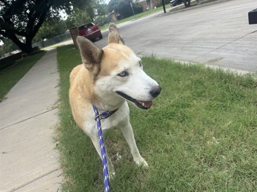 STORMY - Siberian Husky available for adoption