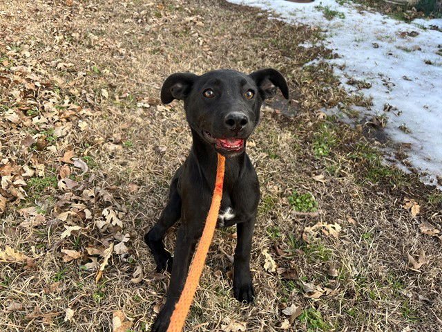 AMANDA - Labrador Retriever available for adoption