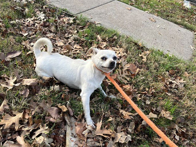 AMIGA - Chihuahua available for adoption