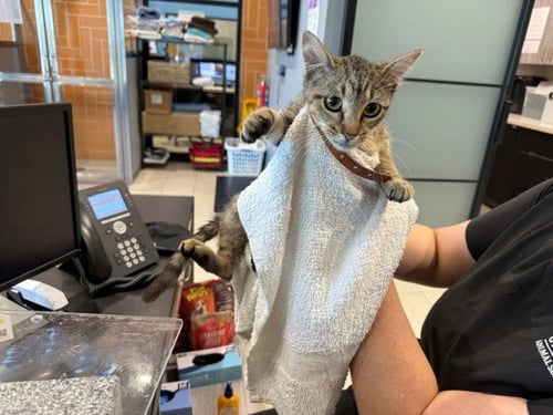BOWIE - Domestic Short Hair available for adoption
