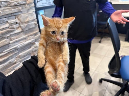 VENEER - Domestic Short Hair available for adoption