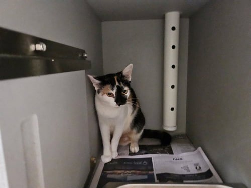NYLA - Domestic Short Hair available for adoption