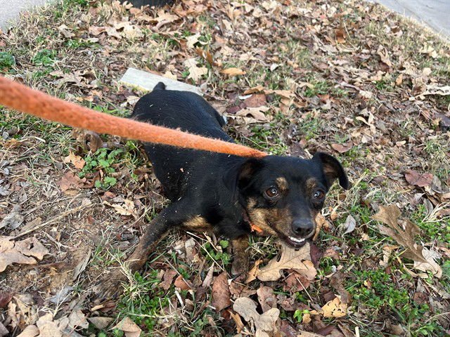 MIJA - Chihuahua available for adoption