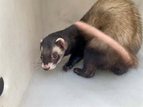 JILL - Ferret available for adoption