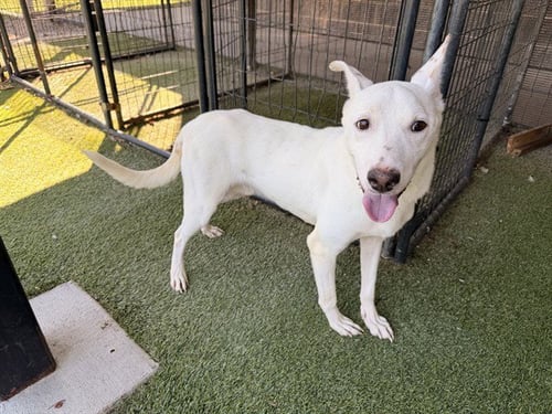 EEYORE - Labrador Retriever available for adoption