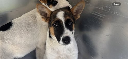 KONI - German Shepherd Dog available for adoption