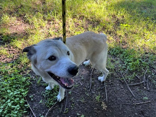 RICHIE - Australian Cattle Dog/Blue Heeler available for adoption
