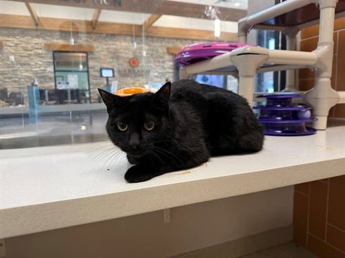 LUCY - Domestic Short Hair available for adoption