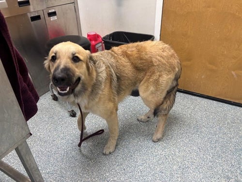 HAIRY PAWTER - German Shepherd Dog available for adoption