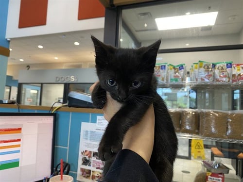 SAPHIRRE - Domestic Short Hair available for adoption