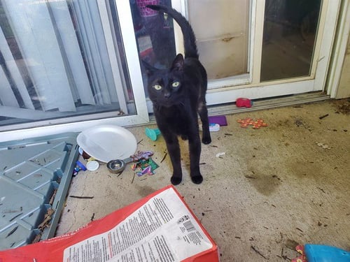 BENNIE - Domestic Short Hair for adoption in Garland