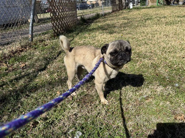 BUCKY - Pug available for adoption