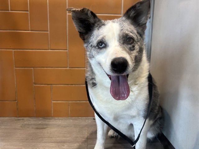 BAILEY - Australian Cattle Dog/Blue Heeler available for adoption