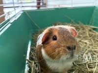 BROWNIE - Photo 1