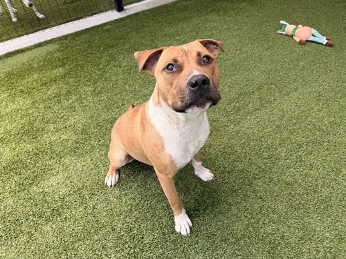 ACE - Pit Bull Terrier available for adoption