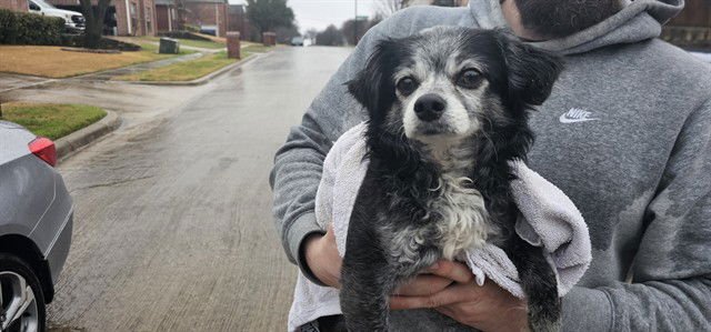 BURGER - Chihuahua available for adoption