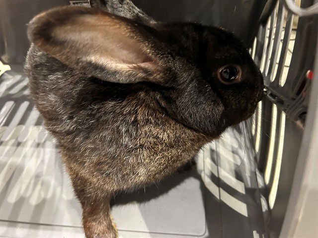 LICORICE - Shorthaired Rabbit available for adoption