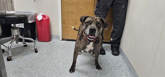 SANDWITCH - Pit Bull Terrier available for adoption