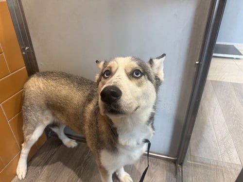 PATRICIA - Siberian Husky available for adoption