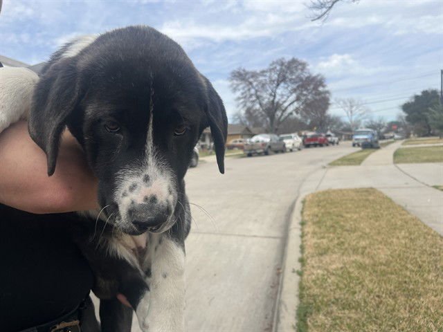 PEPPER - Great Pyrenees available for adoption