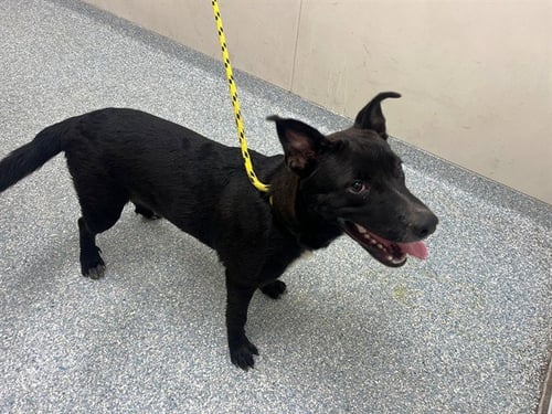 COBALT - Labrador Retriever available for adoption