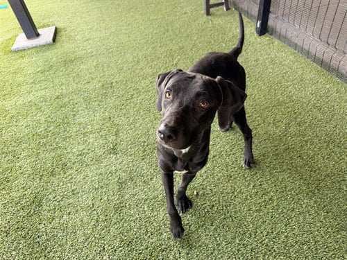 BIG KIRK - Labrador Retriever available for adoption