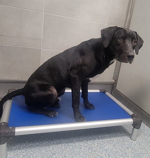 BIG KIRK - Labrador Retriever available for adoption