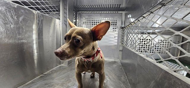 GIZMO - Chihuahua available for adoption