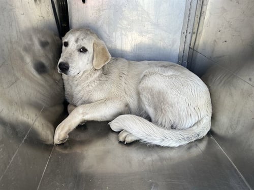 ASUNA - Labrador Retriever / Great Pyrenees available for adoption