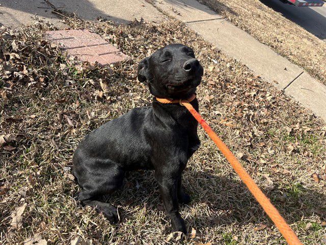 AMORA - Labrador Retriever available for adoption