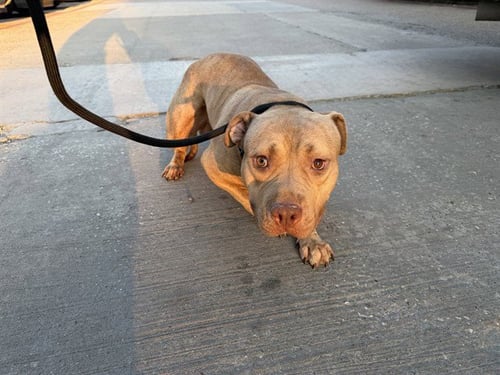 SULLY - American Pit Bull Terrier available for adoption