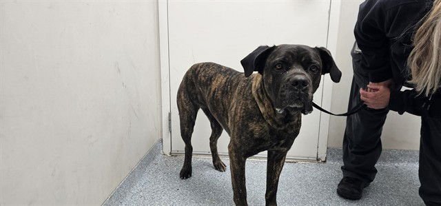 SASSY - Cane Corso Mastiff available for adoption