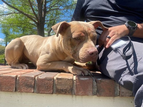 EVEREST - Pit Bull Terrier available for adoption