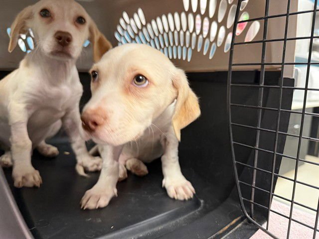 BAMBAM - Labrador Retriever available for adoption