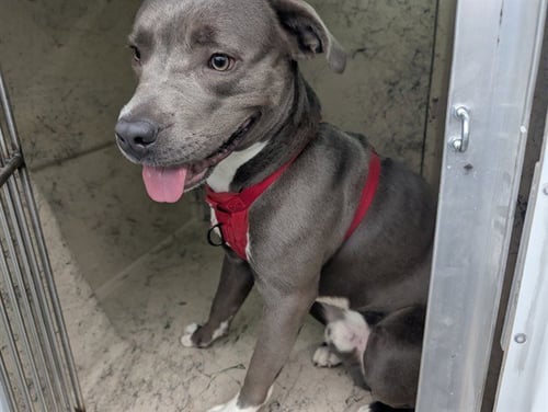 HOOTIE - Pit Bull Terrier available for adoption